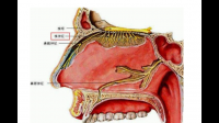 人的两个鼻腔是独立的还是互通的？