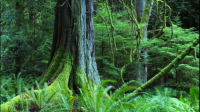 请问个人如何在国家森林资源智慧平台下载人工林和天然林分布的专题图吼？谢谢